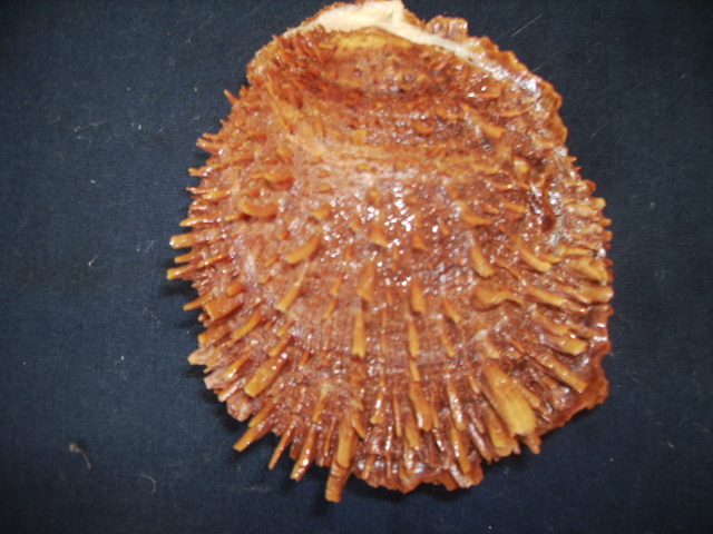 Spondylus limbatus Sowerby,1847